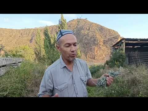 Видео: ТОГ ЁЛПИЗИ ВА КУЙ ТИКАНАК УСИМЛИГИ.БУЙРАК БЕЛ ОГРИГИГА ВА ЗОБ БУККОК КАСАЛИГА ФОЙДАСИ