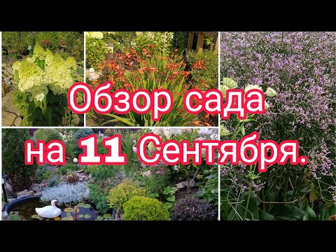 Видео: ОБЗОР САДА НА 11 СЕНТЯБРЯ.
