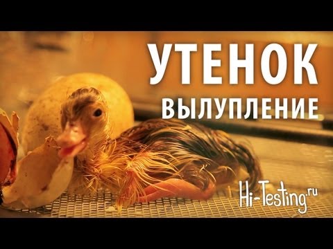 Видео: Вылупление утенка - реальное видео из инкубатора