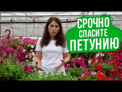 Видео: ЭТИ болезни и вредители ПОРАЖАЮТ петунию. Как спасти петунию?