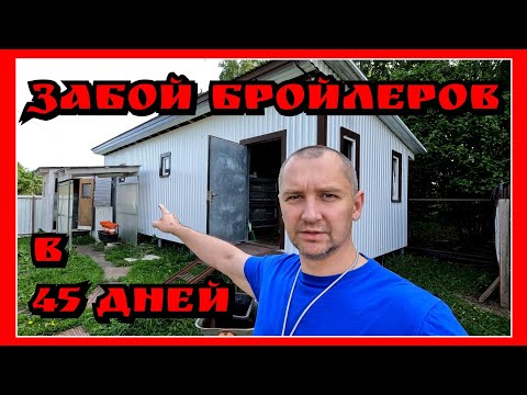 Видео: РЕАЛЬНЫЙ ВЕС БРОЙЛЕРА в 45 дней / Ох уж эти сказки, ох уж эти сказочники