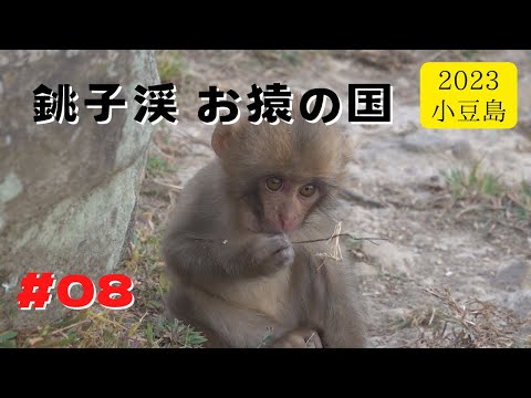 Видео: [#08] Страна обезьян Чосикей, октябрь 2023 г. Little Meme