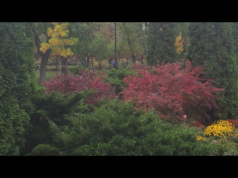 Видео: Kosmiks Varvar TV в прямом эфире!