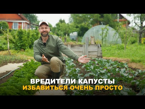 Видео: ЕСТЬ УГРОЗА УРОЖАЮ КАПУСТЫ? Разнообразие вредителей на капусте и методы борьбы с ними.