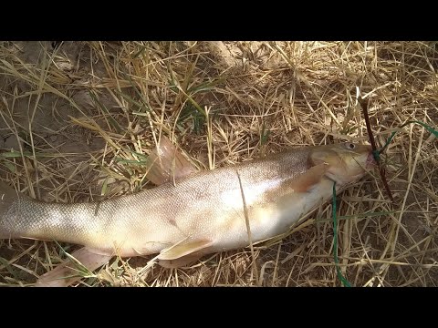 Видео: САЗАН,МАРИНКА ЛОВЛЯ НА донку .👍