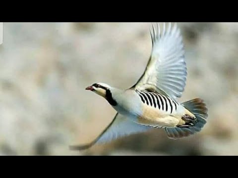 Видео: KEKLİK AVI DERLEMELERİ. Partridge hunting,охота на куропатку, chasse à la perdrix, صيد الحجل