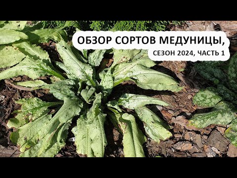 Видео: Медуница: обзор сортов, сезон 2024 - часть 1