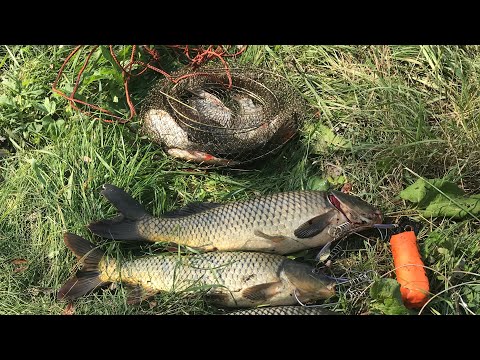 Видео: Ловля карпа на кружки (балабайки), карась на макушатник с пенопластом. Луаз на рыбалке.
