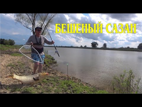 Видео: ОН НЕ ПОЖАЛЕЛ МОЮ СПИНУ - БЕШЕНЫЙ САЗАН