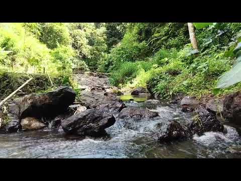 Видео: Хор речной воды и пение птиц успокаивают душу и разум.