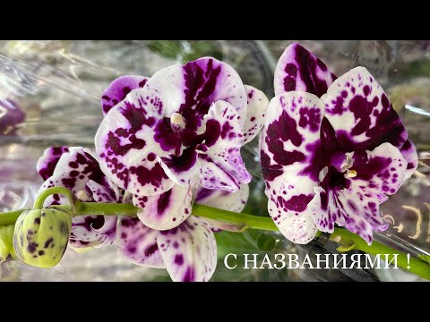 Видео: КОСМИЧЕСКИЕ❗️🤩попадаются ОРХИДЕИ Big Lip в новом поступлении Леруа Мерлен Оренбург