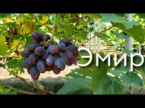 Видео: Эмир - гибридная форма , приятно удивившая вкусом