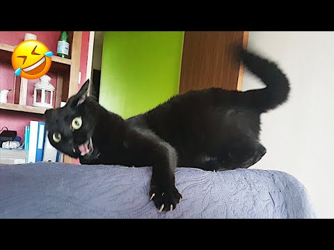 Видео: Эти забавные животные заставят вас смеяться без остановки! 🤣