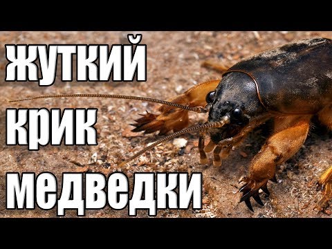 Видео: СТРАШНЫЕ КРИКИ МЕДВЕДКИ ПО НОЧАМ!!!УЖАС!ПОСЛУШАЙТЕ ЭТО!