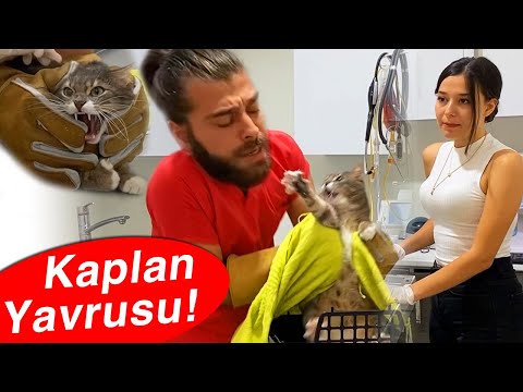 Видео: Кошка нападает на ветеринара, чтобы спастись! ( cat attack ) # Ветеринар