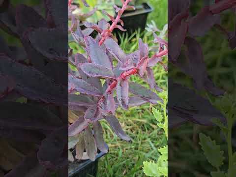 Видео: Обзор сортов седумов.