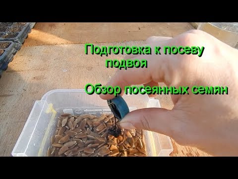 Видео: Подготовка к посеву подвоя. Обзор посеянных семян.