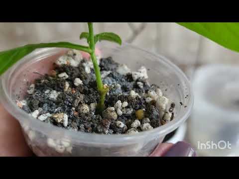 Видео: Пахистахис. Укоренение. 23.03.2023.