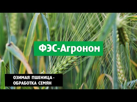 Видео: Озимая пшеница - обработка семян