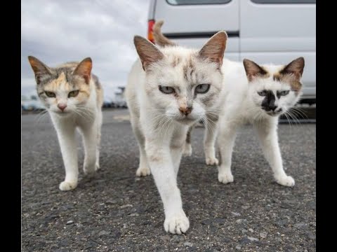 Видео: 😺 Соседская банда! 🐈 Видео смешных котов и котят для хорошего настроения! 😻