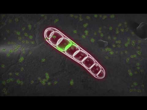 Видео: СИСТИВА® - первый протравитель семян с длительной защитой листа