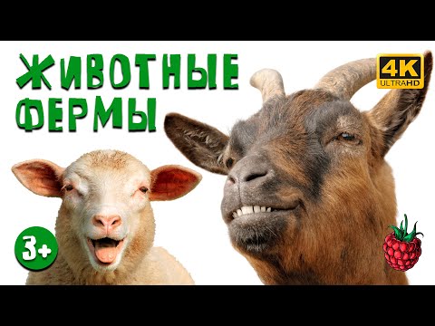 Видео: ЖИВОТНЫЕ ФЕРМЫ для детей | Как говорят животные?