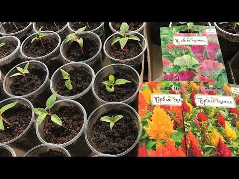 Видео: ЦЕЛОЗИЯ. ПИКИРУЕМ ЦЕЛОЗИЮ