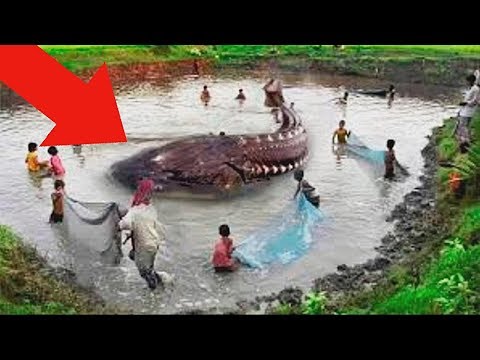 Видео: Они Поймали Самую Большую Рыбу в Мире