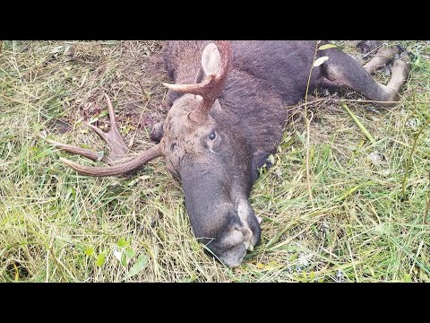 Видео: Охота на лося загоном🇧🇾Октябрь 2025