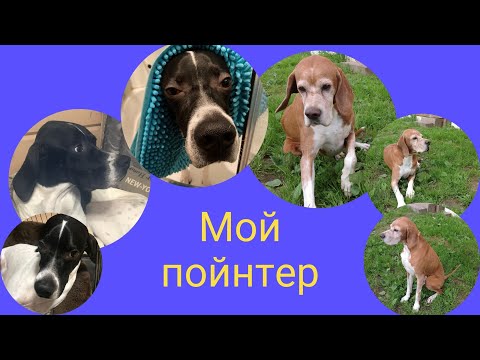 Видео: Вступление.  Мой пойнтер