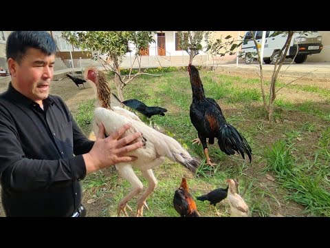 Видео: ПАРВОЗЛАР УЧУН МАХСУС ВИДЕО ХОШИМОВ ТВ ДАКАНЛАРИ ПИРВАЗНО КАРЕЯ ХУ́РОЗЛАР 