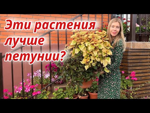 Видео: Черенкую и сохраняю до весны. Как сохранить однолетники зимой