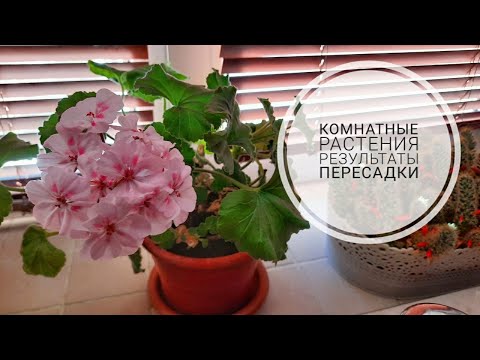 Видео: Мои комнатные растения после пересадки.  Спустя время.