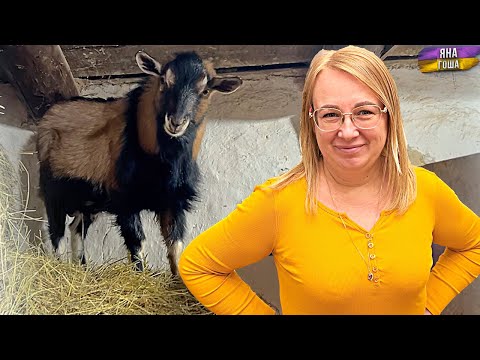 Видео: Козел сбежал к козам! Что с козлятами? Яна - красотка! Купили электропастух!