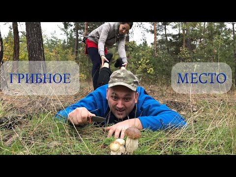 Видео: Грибное место