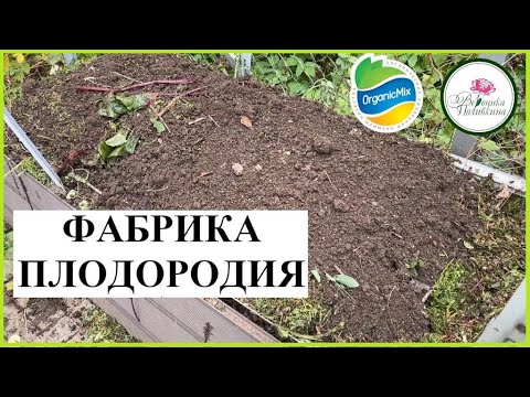 Видео: ЗАПУСКАЕМ ФАБРИКУ ПЛОДОРОДИЯ В ГРЯДКЕ с ОрганикМикс