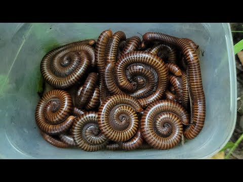 Видео: Ого! Поймать огромное количество гигантских многоножек в лесу