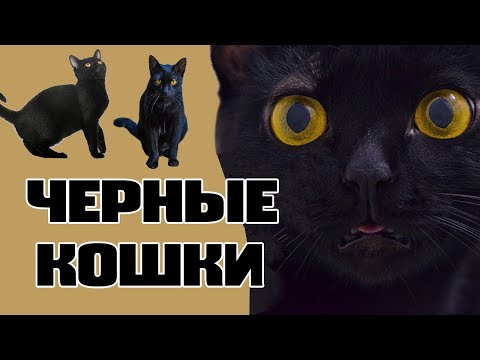 Видео: 10 пород черных кошек: необычные факты, обзор и цены