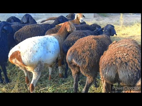 Видео: Гусфандхои ХИСОРИ бугуз савдо шудан рафтан