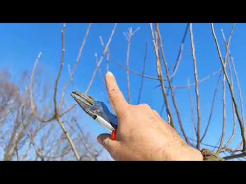 Видео: С Чего Начинать Обрезку Яблони продолжение