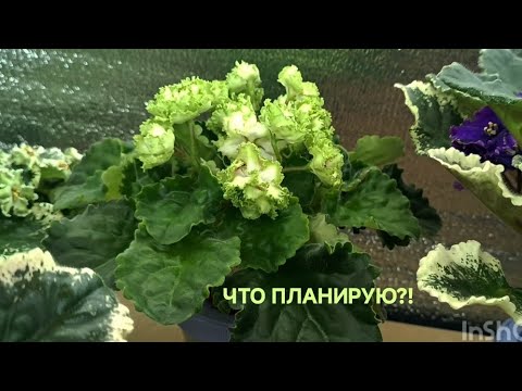 Видео: МОИ ПЛАНЫ С ФИАЛКАМИ !