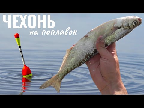 Видео: Як ловити Чехонь на поплавок? Ця снасть завжди ловить ( Риболовля Чехонь )