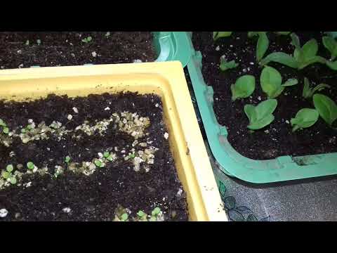 Видео: ПРИЧИНЫ ПО КОТОРЫМ ВАША ПЕТУНИЯ НЕ ВСХОДИТ.