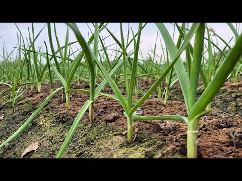 Видео: №4 Чеснок ўсиб кетди энди нима қиламиз ❓