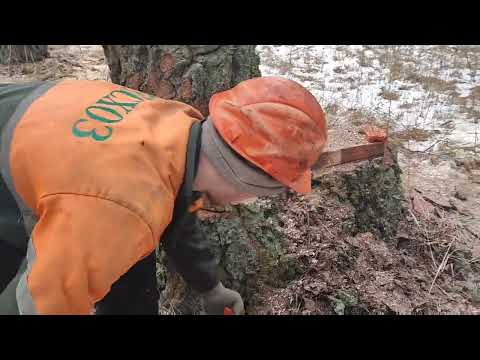 Видео: валка леса невезучий день