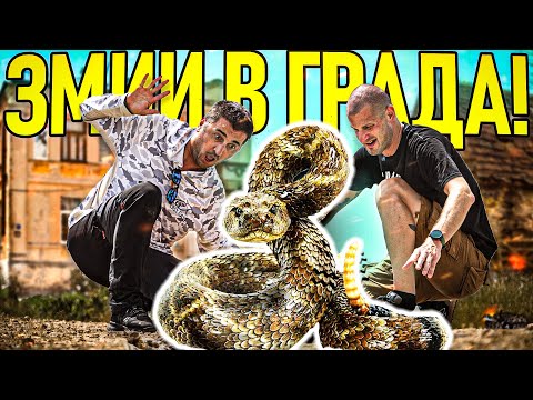 Видео: ЛОВ НА ЗМИИ В ГРАДА! ОПАСНИ ЛИ СА?