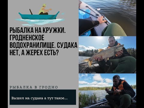 Видео: Рыбачим на КРУЖКИ в Гродно верхний Неман. Хотел судака а получил...