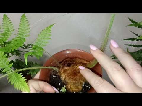 Видео: О папоротниках