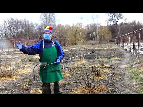 Видео: Смородина и крыжовник:  самая важная комплексная  весенняя обработка от вредителей и болезней!