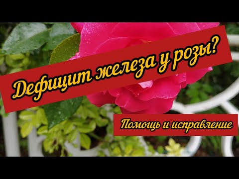 Видео: Дефицит железа у розы? Помощь и исправление.